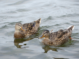 Ducks in the lake at the end of the summer.