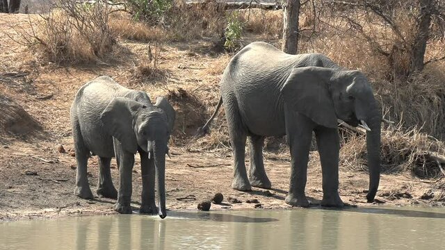 Close frontal view of young elephant and adult drinking at waterhole