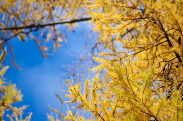 autumn leaves in the sky