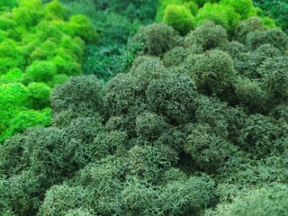 green moss background