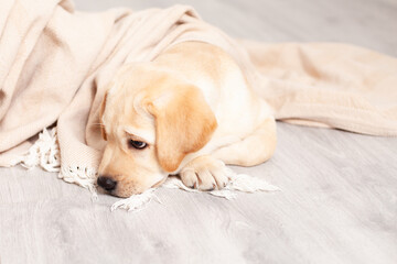 A sad Labrador puppy lies on the floor under the blanket of the house. Illness. Veterinary. Pet care. Dog