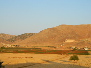 oasis in the desert