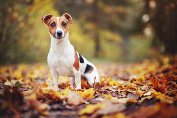 Small Jack Russell terrier sitting on forest path with yellow orange leaves in autumn, blurred trees background