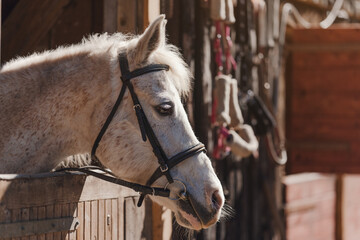 Fototapeta premium White Arabian horse with brown spots, detail - only head visible out from wooden stables box