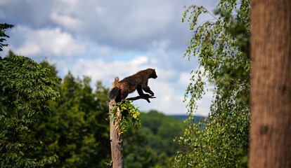 Wolverine aka wolverene - Gulo gulo - resting on top of dry tree, blurred forest and sky background
