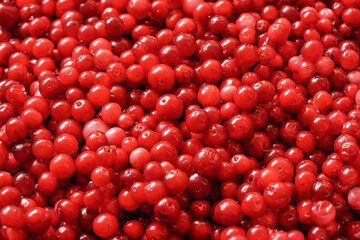 Pile of freshly harvested red wild cranberries, close-up detail from above
