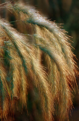 428-71 Grass Dew