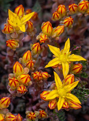493-17 Tundra Flowers - Coppertone Stonecrop
