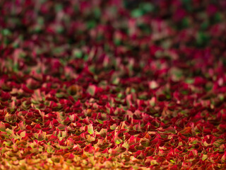Abstract background from bright paper flowers. Yellow, green, red colors. Texture background