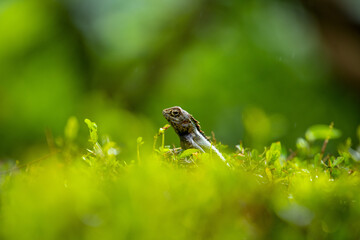 Oriental Garden Lizard
