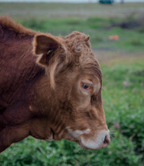 portrait of a cow