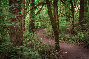 Obraz premium Beautiful winding trail path through lush green Pacific Northwest forest