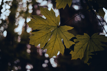 Selectively focused autumn leaf and forest bokeh background
