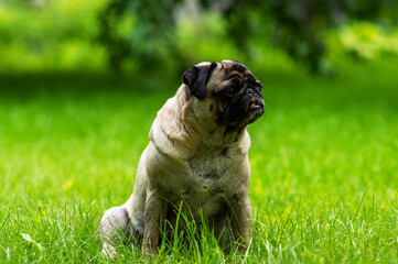 pug on a spring walk in the village1