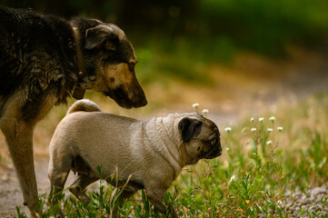 pug on a spring walk in the village2