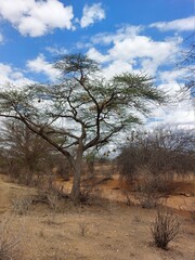 tree in the desert