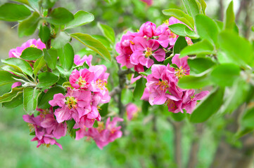 Spring landscape with a flowering pink tree. White sakura flowers bloom in the trees. Beautiful blooming garden on a sunny day. A wonderful concept of romance and love with delicate flowers. Hi spring