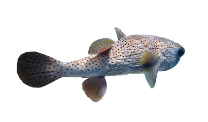 Pisoned Porcupinefish (hedgehog fish, blowfish, balloonfish, globefish, pufferfish) isolated on a white background, Red Sea, Egypt. Underwater photo, side view, close up, cut out.