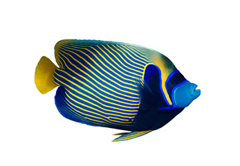 Emperor angelfish (Pomacanthus imperator) isolated on white background, Red Sea, Egypt. Beautiful...