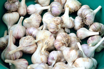 many heads of garlic, close-up as texture for background
