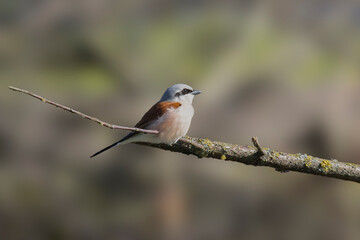 Male red-backed shrike - Lanius collurio on a branch in the sunlight.