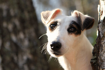 The Jack Russell Terrier dog is sitting on a tree in the autumn forest.