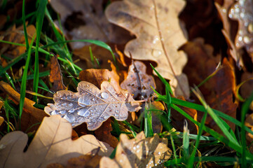 butterfly on the leaf