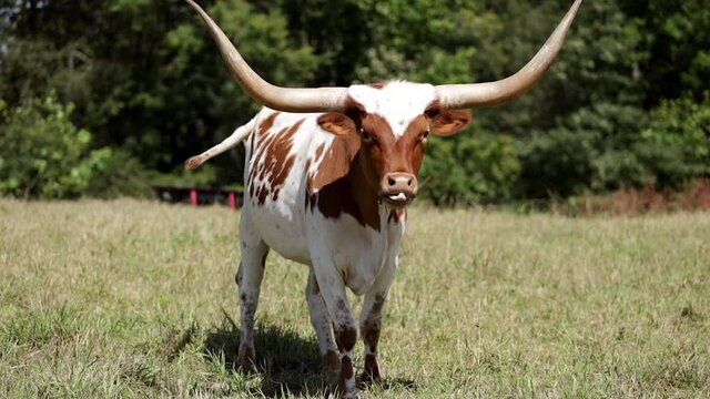 Texas Longhorn Cow Licking Nose Looking at Camera in Pasture