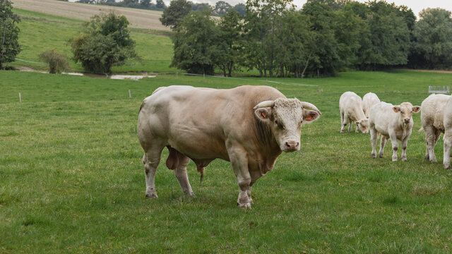 Charolaise bull stood in a field with other cows and horns