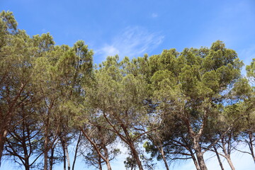 Massawa, Eritrea-September 02, 2021: Amazing landscape from the Eritrean Red Sea on the way from Massawa to Asmara. Arid weather and some green areas.