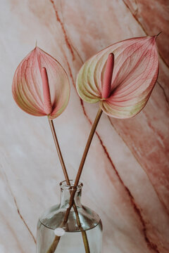 still life with flowers anthurium