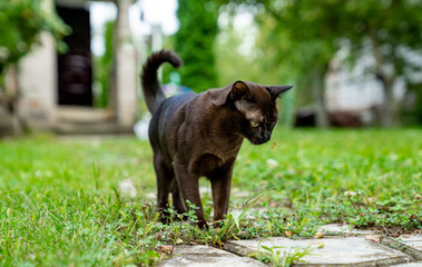 Pretty brown cat sitting at the nature. Lovely domestic pet sitting on the grass and looking at somebody. Adorable burmese kitten with yellow eyes. Full length