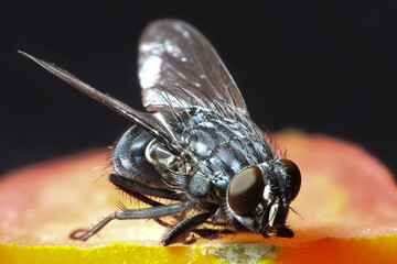 House fly on food