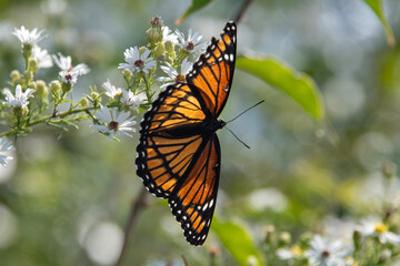 butterfly on flower