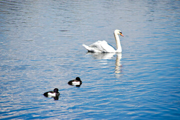 two swans on the lake