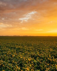 Sunrise over a farm field, near Route 66 in Towanda, Illinois