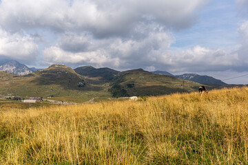 cow grazing in the high grass, the autumn period in the high Italian mountains