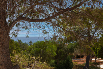 View of the sea and the garden from the terrace through the branches of a pine tree on the island of Crete in Greece.