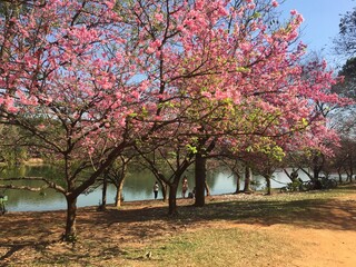 Naklejka premium blossom tree
