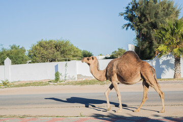 camel in the desert