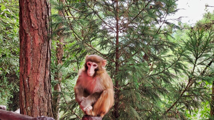 Wild monkey sitting on a fence in the forest. National park Wulingyuan. Zhangjiajie. UNESCO World Heritage Site. China. Asia