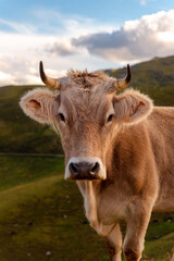 Fototapeta na wymiar alpine brown cow 