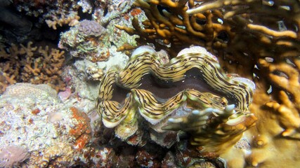 Giant clam