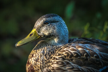 Close up profile image of a female mallard duck sitting in the setting sun. The colors and texture of the beak are sharp as are the feathers in the head and body.