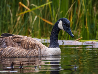 Image of a Canada goose swimming in a calm pond with reeds in the background. The details of the feathers are clear as is the water droplets on the goose.