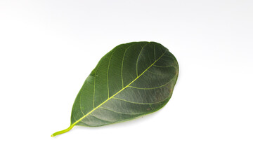 Obraz premium Single Green Jackfruit leaf isolated on white background
