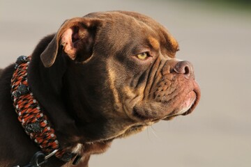 englische Bulldogge Portrait