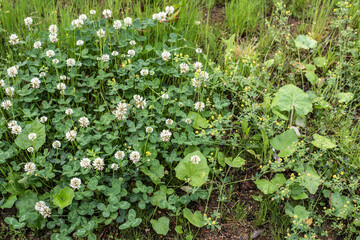 an uncultivated meadow with blooming clover plants