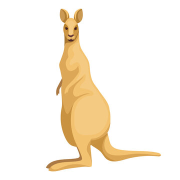 Kangaroo. Australian animal. Cartoon vector graphics.