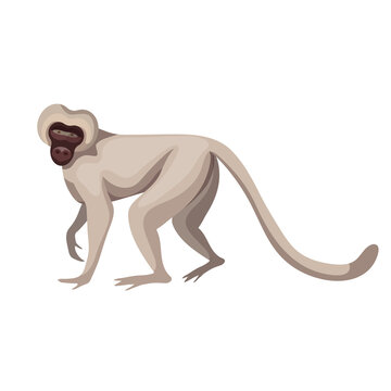 Green monkey, inhabitant of West Africa. Cartoon vector graphics.
